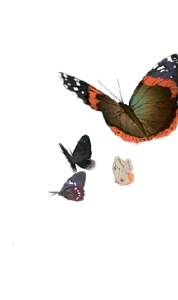 Butterflies - Free PNG