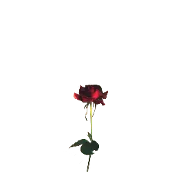 Red Rose - Popular Download PNG - Fast Download PNG