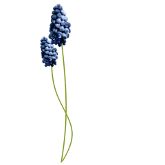 Grape Hyacinth - decoration - Lossless PNG