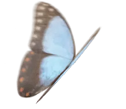 Butterfly - No Watermark PNG - Fast Download PNG