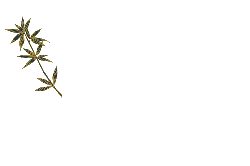 Bamboo Branch - simple - Transparent Background PNG