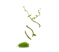 Vine Plant - life - Free Download PNG