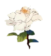White Rose - white - Recommended PNG