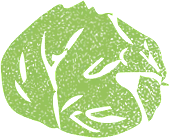 Cabbage - plant - green - PNG Images