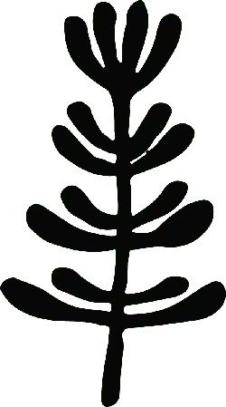 Pine Tree - growth - plant - PNG