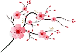 Pink Cherry Blossoms - spring - beautiful - PNG
