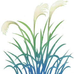 Foxtail Grass - line drawing - PNG Images