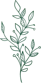 Green Plant Branch - green - No Background PNG