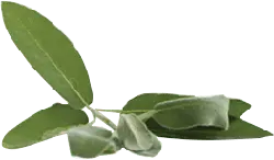 Olive Branch - plant - Transparent Background PNG