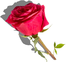 Rose - plant - Curated PNG