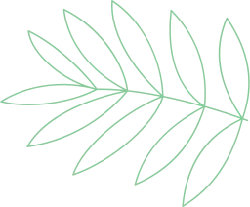 Palm Leaf - Transparent Background PNG - Fast Download PNG