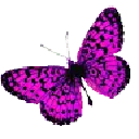 Butterfly - Designer's Pick PNG - colorful