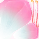 Pink Petals - photography - Free Download PNG