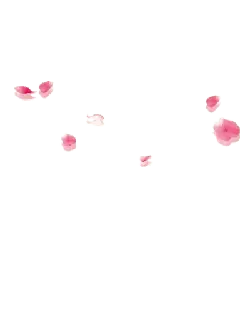 Pink Petals - Curated PNG - PNG Images