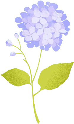 Hydrangea - green leaves - No Watermark PNG