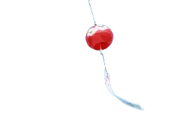 Cherry - circular - Transparent Layer PNG