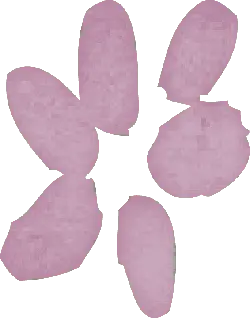 Cherry Blossom Petals - nature - beautiful - High Resolution PNG