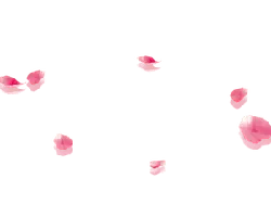 Pink Petals - romantic - Popular Download PNG