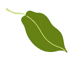 Leaf - Curated PNG - leaf