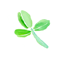 Four leaf clover - Designer's Pick PNG