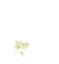 White Flower - beautiful - Trending PNG
