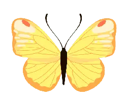 Yellow Butterfly - insect - flying - No Watermark PNG