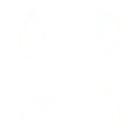 Four Leaves - plant - Free Download PNG