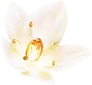 White Flower - beautiful - High Download Count PNG
