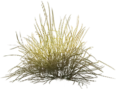 Golden Branches - nature - Free Download PNG