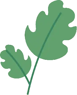 Leaf - branch - nature - Lossless PNG