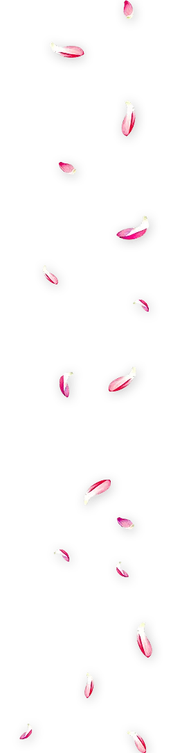 Pink Petals Falling - Trending PNG - Designer's Pick PNG