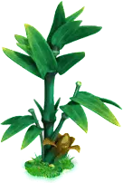 Bamboo - plant - PNG Images