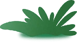 Green Plant - nature - grass - Transparent Layer PNG
