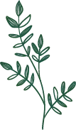 Green Plant Branch - green - plant - Free PNG