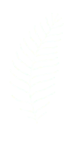 Feather - white - abstract - Lossless PNG
