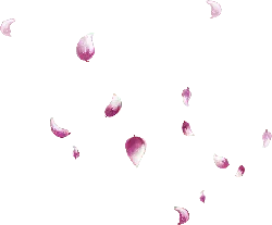 Pink Petals - Recommended PNG - Highly Rated PNG