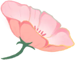 Pink Flower - PNG - pink
