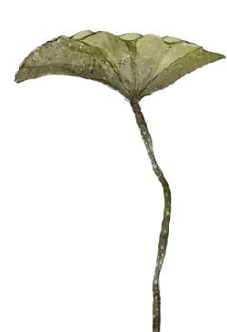 Clover - High Quality PNG - PNG Images