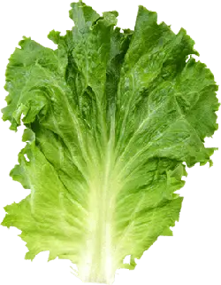 Lettuce - green - vegetable - Transparent Layer PNG
