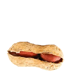 Peanut - Free for Commercial Use PNG