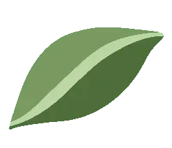 Leaf - High Resolution PNG - High Quality PNG