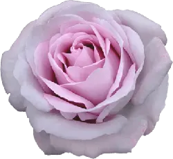 Pink Rose - High Quality PNG - PNG Images