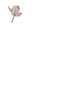 Lotus Flower - flower - PNG