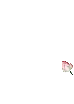 Lotus Flower - night - nature - No Background PNG