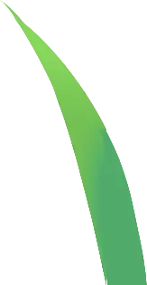 Green Leaf - Trending PNG