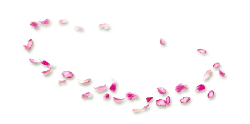 Pink Petals - romantic - Transparent Background PNG