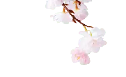 Cherry Blossom - PNG Images - Designer Recommended PNG