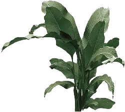 Banana Tree - green - Lossless PNG