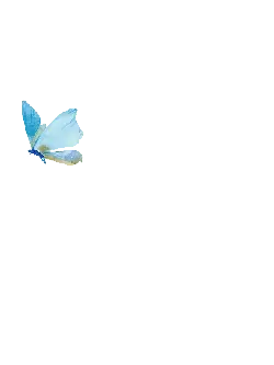 White Butterfly - Transparent Background PNG