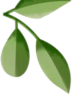 Leaf - growth - No Watermark PNG
